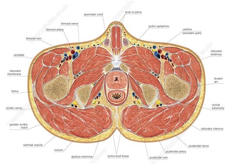 Muscles Of Pelvis Floor Cross Section Stock Image C020 0440