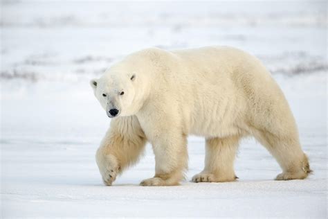 polar bear - Free Large Images