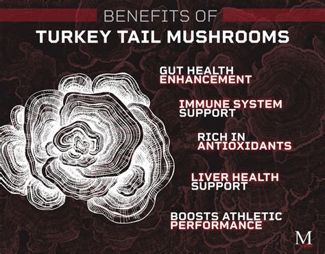 turkey tail mushroom benefits mdrive
