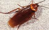 Photos of Cockroach Young Have Wings