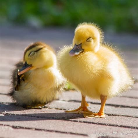 Two Baby Ducks Baby Ducks Cute Baby Dogs Duck Photography