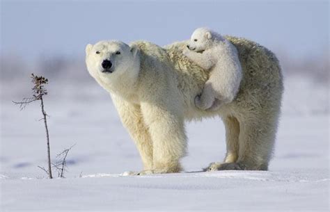 Encyclopaedia Of Babies Of Beautiful Wild Animals The Polar Bear Cub