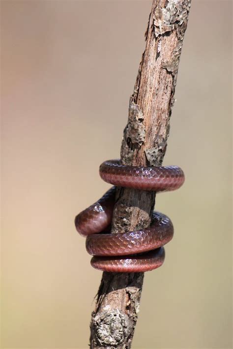 Snakes Of 2012 Northeast Field Herp Forum
