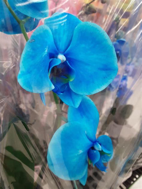 Real Blue Mystique Orchid Seen At Walmart Ttm Rorchids