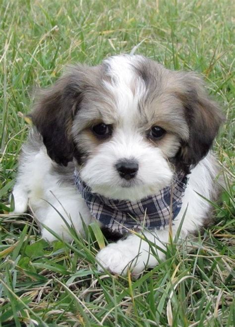 We thank you all for the many emails and requests for pups during the covid 19 restrictions! Pin on Cavachon Breeders