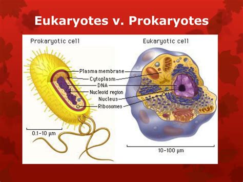 Ppt Prokaryotes Bacteria And Viruses Powerpoint Presentation Id2817256