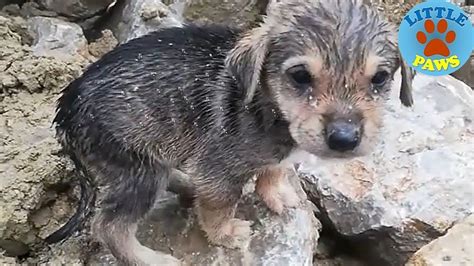 Heartbreaking Video Rescue Abandoned Homeless Puppies Puppies
