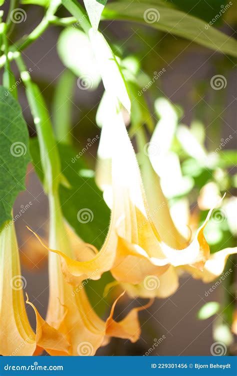 Big Yellow Brugmansia Called Angels Trumpets Or Datura Flowers Sag From