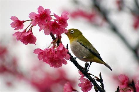 Japanese White Eye On A Cherry Blossom Tree Stock Image Image Of