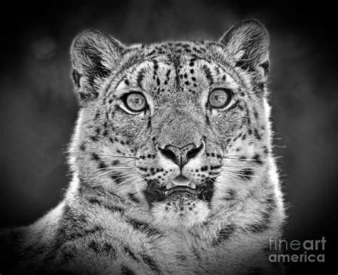 Portrait Of A Snow Leopard Black And White Version