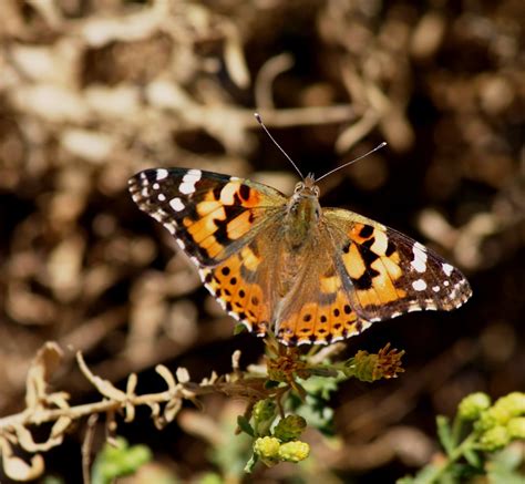 Painted Lady Butterfly Migration A Painted Lady Butterfly Flickr