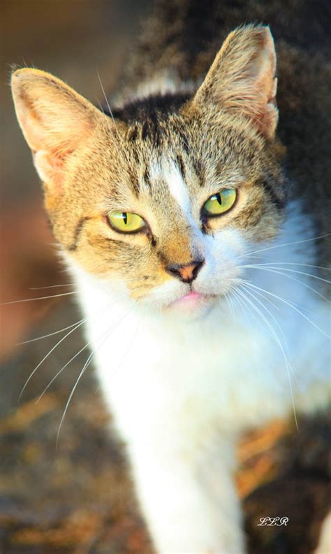 Kona Hawaii Feral Cats By The Ocean Photography Art By Llromine