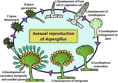 What Is Aspergillus Structure Features And Reproduction Biology Reader