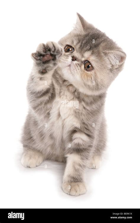 Silver Tabby Exotic Shorthair Kitten Portrait In A Studio Stock Photo