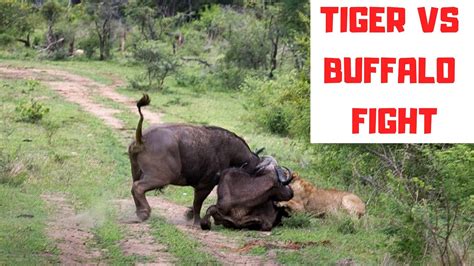 Tiger Vs Buffalo Fighttiger Vs Buffalo Real Fightpower Of Buffalo