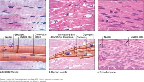 Vascular smooth muscle refers to the particular type of smooth muscle found within, and composing the majority of the wall of blood vessels. How does the appearance smooth of muscle differ from that ...