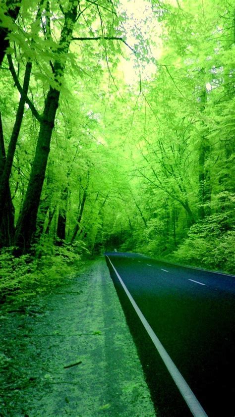 Forests Green Nature Roads Wallpaper 41545