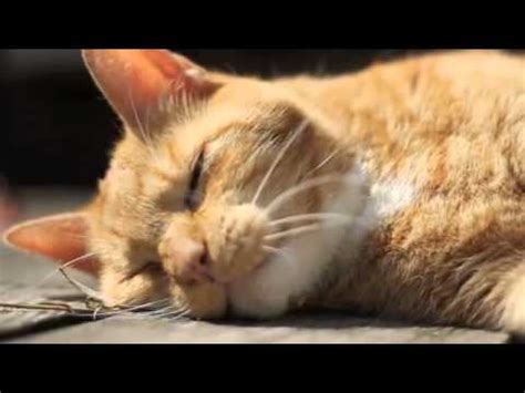 In order to choose good names for tabby cats, people often base their decision about a name on the pattern alone. Junior the Golden Tabby Cat - YouTube