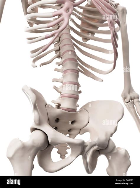 Human Pelvic Bones Illustration Stock Photo Alamy