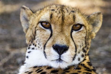 Free Images Animal Wildlife Zoo Fauna Leopard Big Cat Close Up