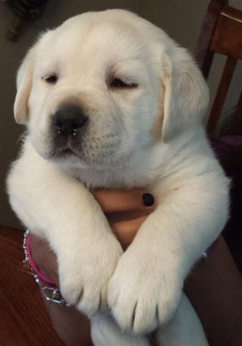 We are a family of golden retriever lovers and we have immersed ourselves in learning and loving everything we can about this amazing breed of dogs. Best 25+ White lab puppies ideas on Pinterest | Yellow lab ...