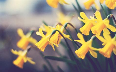 Daffodils Flower Images Hd Desktop Wallpapers 4k Hd