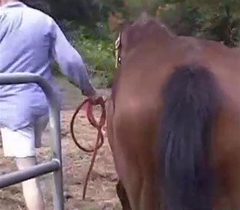 Man Is Sucking His Stallion And Fucking Its Asshole