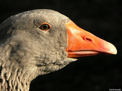 Free Images Wing Wildlife Beak Fauna Close Up Duck Goose