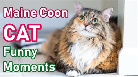 Maine Coon Cat Funny Moments Youtube
