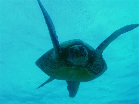9274 Honu Hawaiian Green Sea Turtle ハワイアオウミガメ Flickr