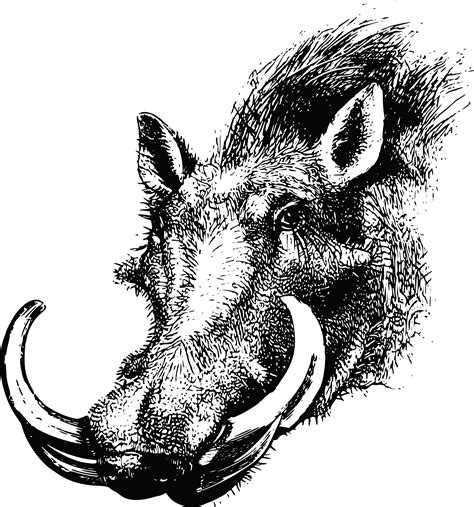 Common Warthog Wild Boar Clip Art Animal Silhouettes Openclipart