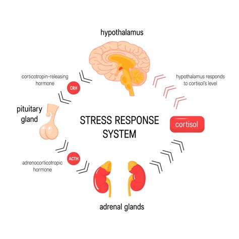 Brain And Stress Response