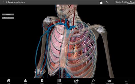 Human Anatomy Atlas 3d Anatomical Model Of The Human Body Guide For