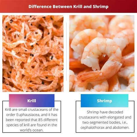 Krill Vs Shrimp Difference And Comparison