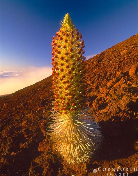 Cacti plants that bloom in the hot summer temperatures are generally the large growing species that does every cactus flower? The Silversword grow ONLY on Maui's Haleakala Volcano and ...