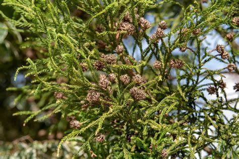 Japanese Cedar Care And Growing Guide