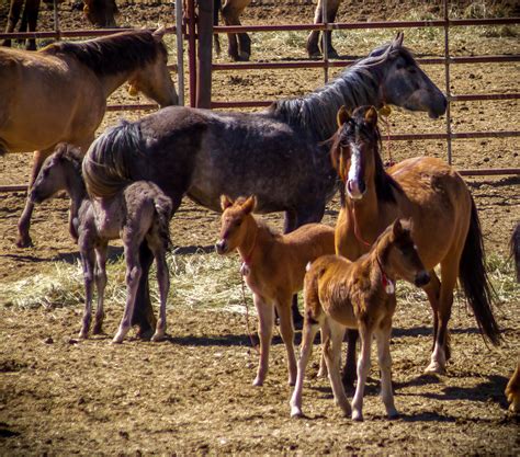 Wild Horse Corral Facility Hines Oregon Photo By Greg S Flickr