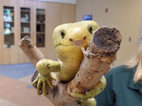 Meet The Prehensile Tailed Skink Reid Park Zoo