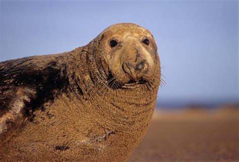 Grey Seal Photograph By Duncan Shawscience Photo Library Fine Art