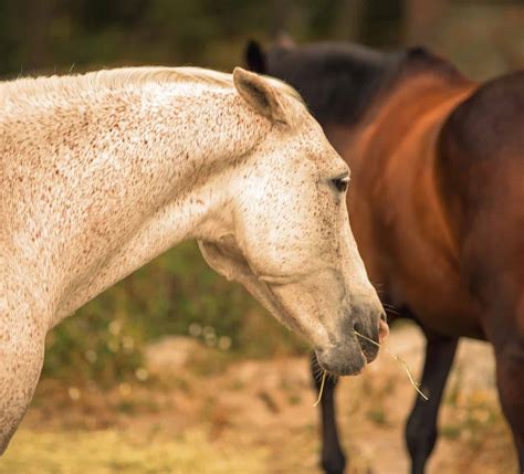 Adding Fuel To The Fire How Diet Affects Horse Behavior The Horse