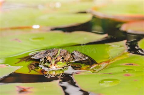 Frog Beautiful Nature Frog Sitting On The Lily Leaf In Pond Stock