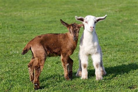 Two Goat Kids In Field Stock Photo Dissolve