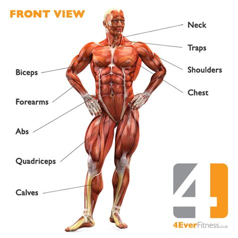 Muscular system front view here you will see all the major muscle groups from the front, the muscular skeletal system which is a network of muscles that controls movement externally and internally. Labelled Muscular System Front And Back / Muscle Diagram ...