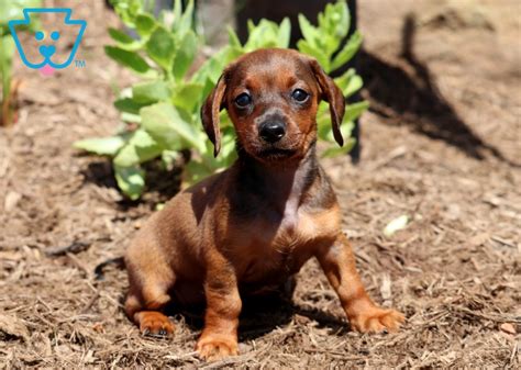 I just added this page to my website. Baby | Dachshund - Miniature Puppy For Sale | Keystone Puppies