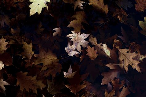 Brown Autumn Leaf Wallpapers Wallpaper Cave