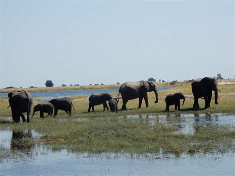 Ihaha Campsite Chobe National Park Botswana Tarifs 2023