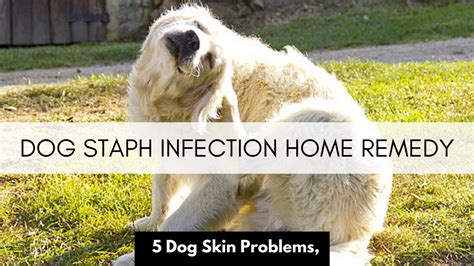 Dog Staph Infection Home Remedy 5 Dog Skin Problems Youtube
