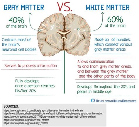 This Picture Describes How Grey And White Matter Has A Vital Impact On