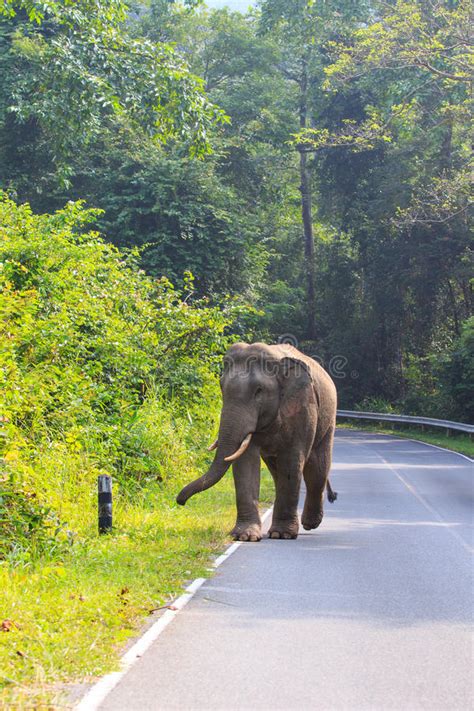 Wild Male Elephant In Khao Yai National Park Thailand Stock Image