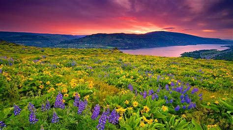 Landscape Nature Yellow And Blue Flowers Meadow Lake